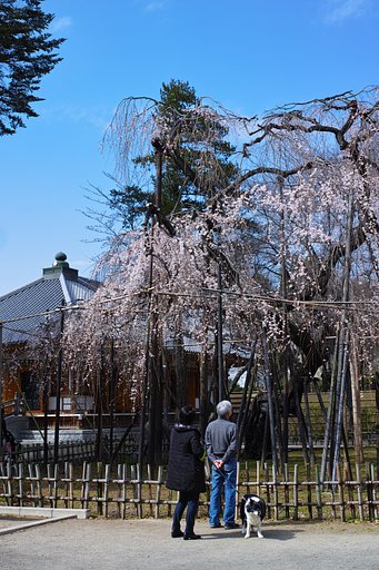 伏姫桜
