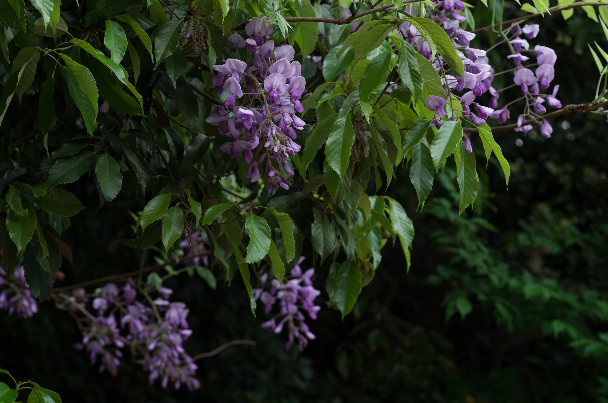 SIGMA MACRO 70mm F2.8