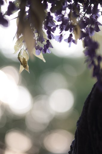 Y/C S180mmF2.8MMG 