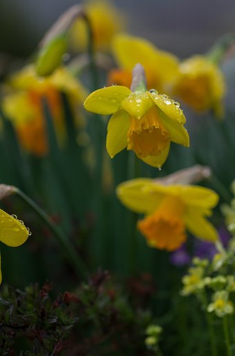 SIGMA MACRO 70mm F2.8