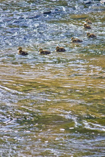 【動感】  川は流れて雛の旅