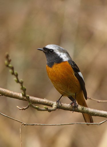 ジョウビタキ ♂