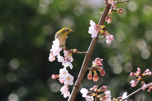 さくら　メジロ