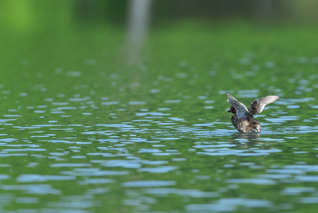 静寂の池に