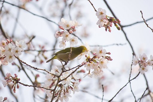 おいしい桜花