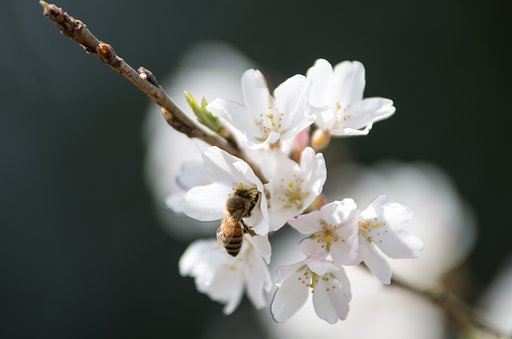 the springⅡ