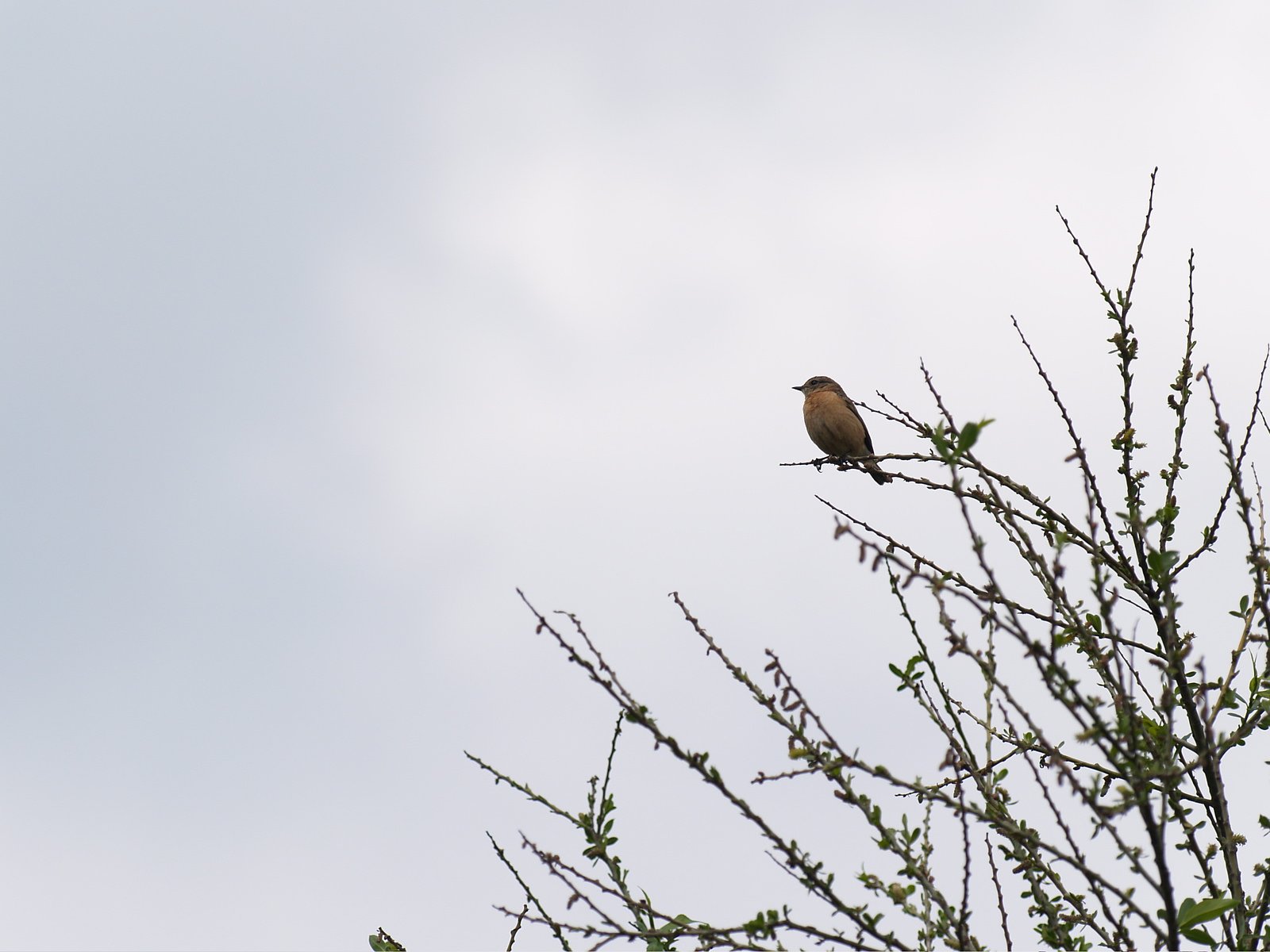これはなんて鳥？