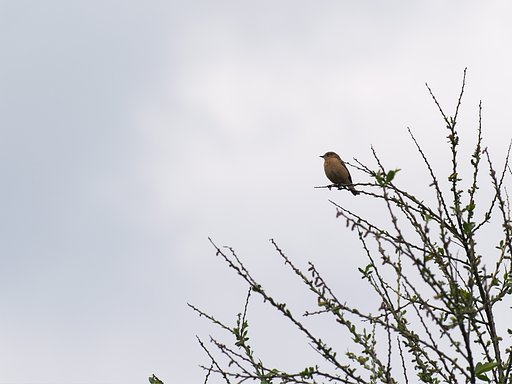 これはなんて鳥？
