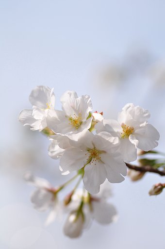 山桜