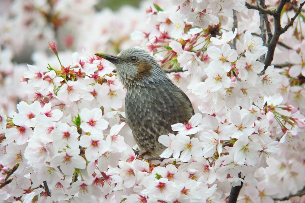 桜ひよどり