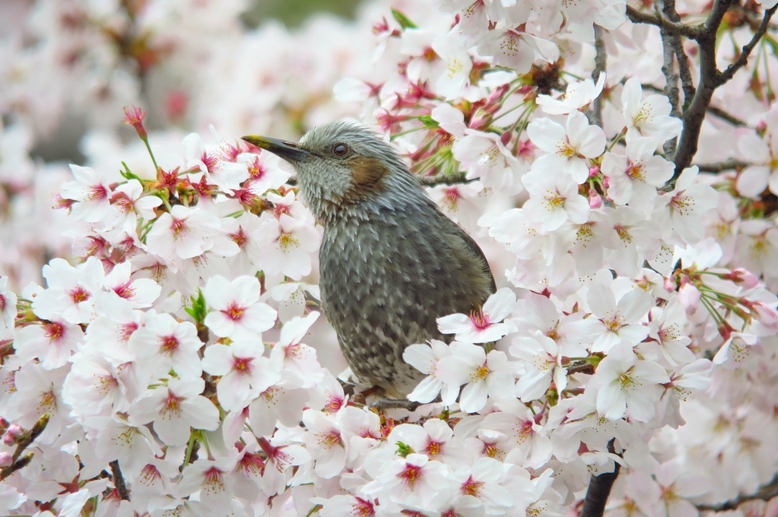 桜ひよどり