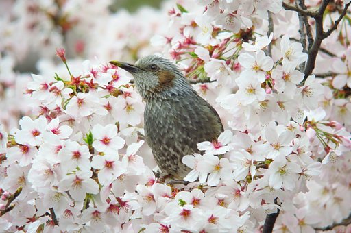 桜ひよどり