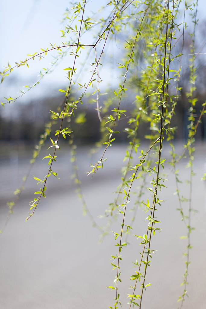 EF50mm F1.2 L