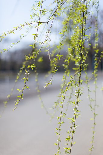 EF50mm F1.2 L