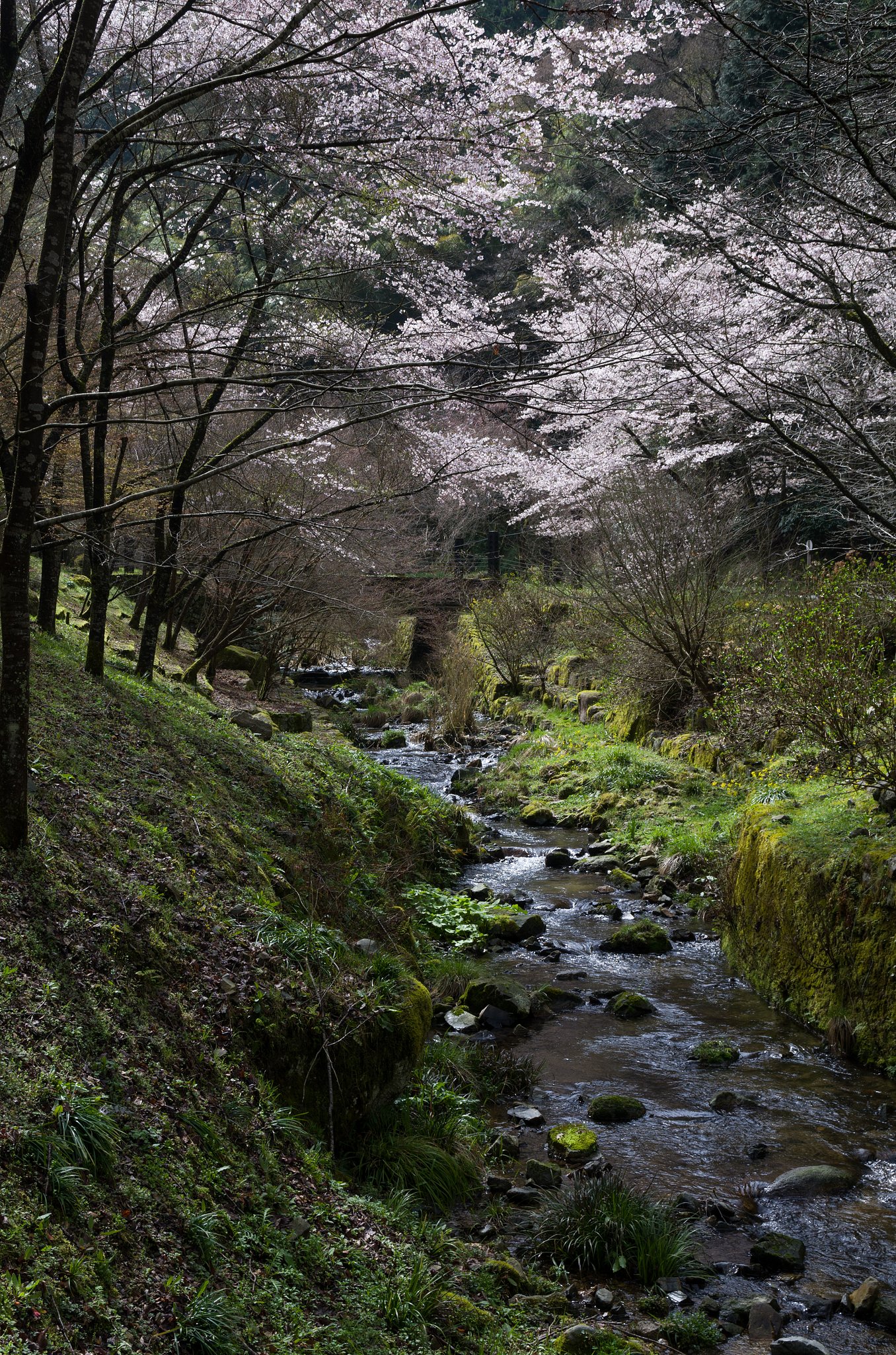 谷川