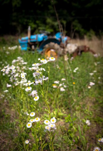 熊本県合志市夏模様