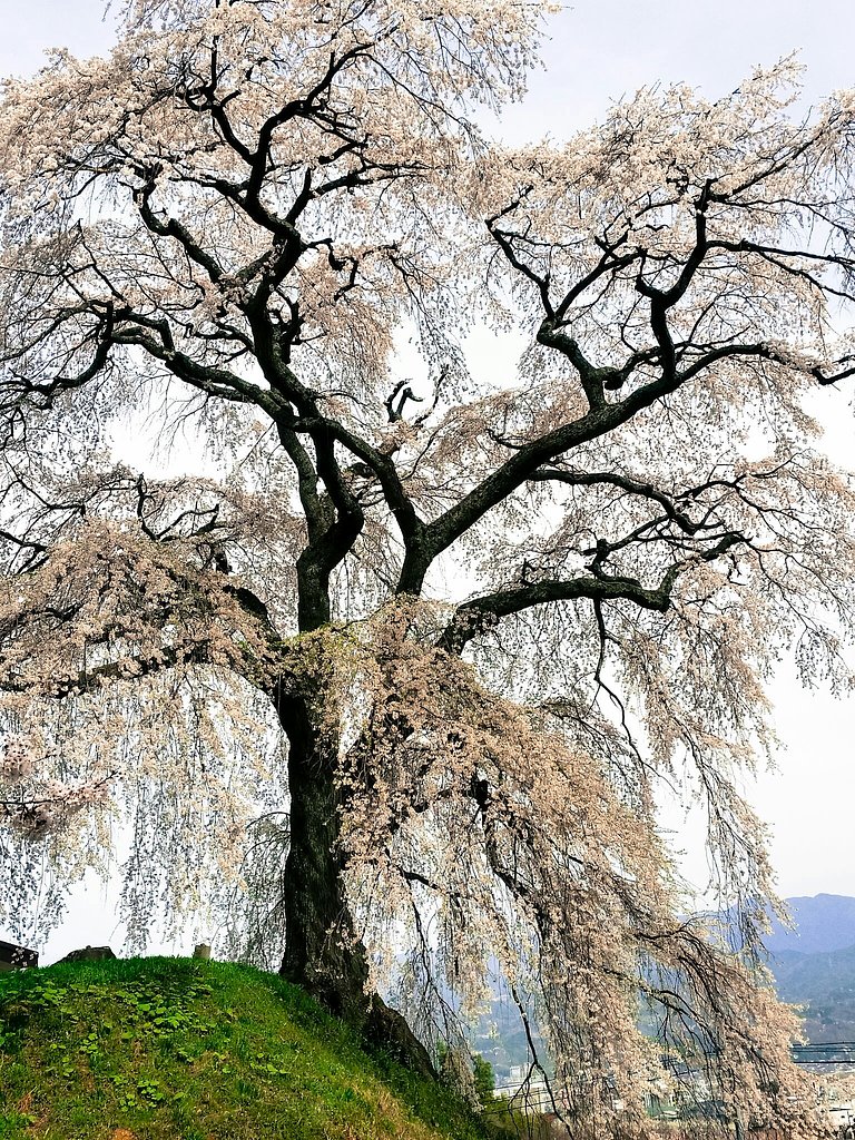 石塚桜