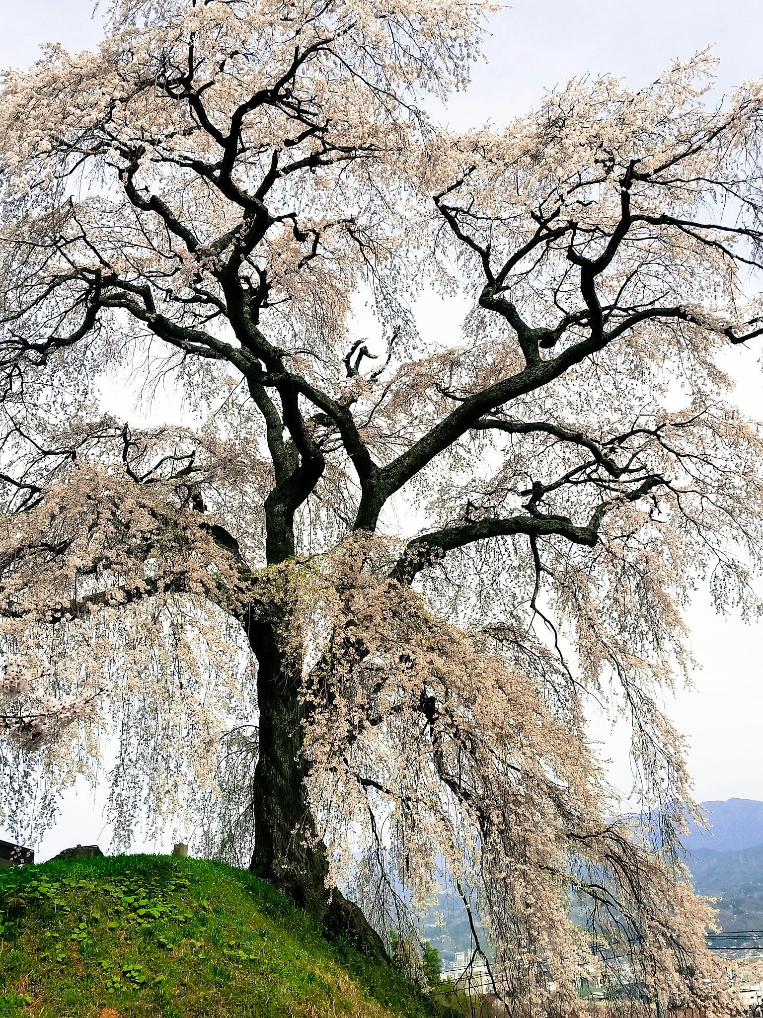石塚桜