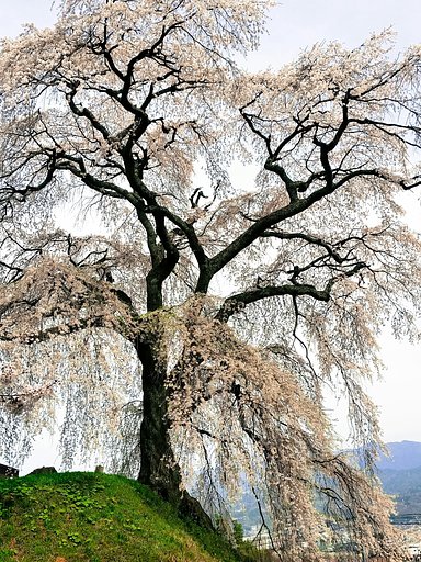 石塚桜