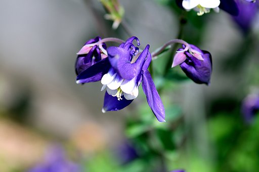 【Purple】オダマキ