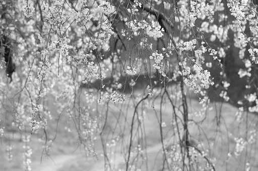 しだれ桜