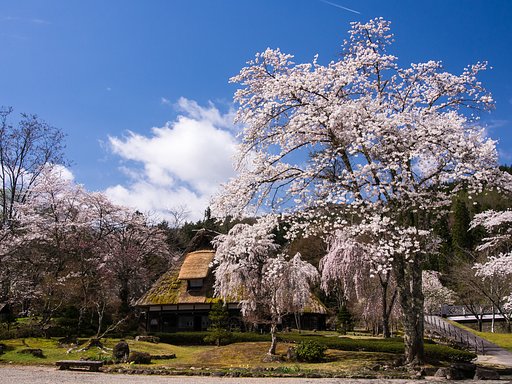 さくらとカヤブキ屋根