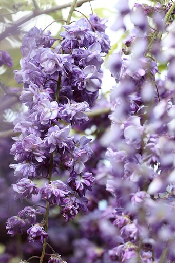【purple】八重の藤