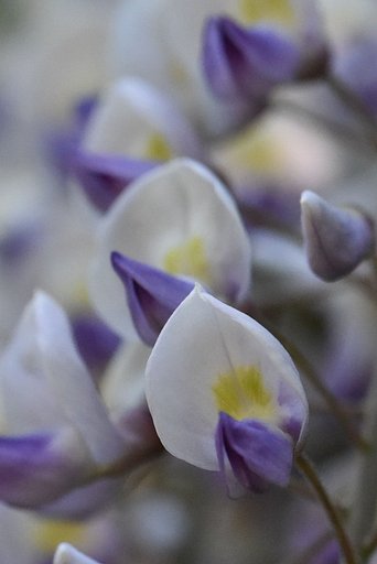【Purple】藤のアップ