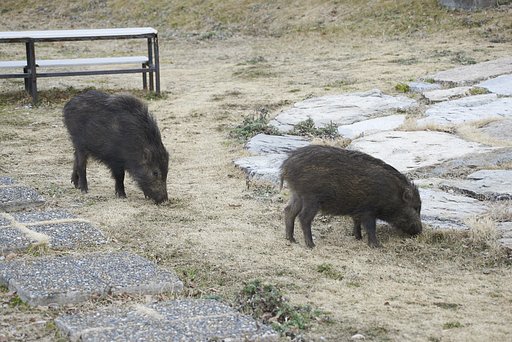 ウリボウより少し成長したくらいかな～(^^;