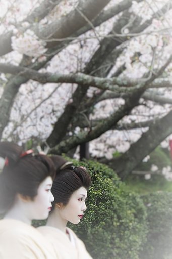 【縦画像】さくら