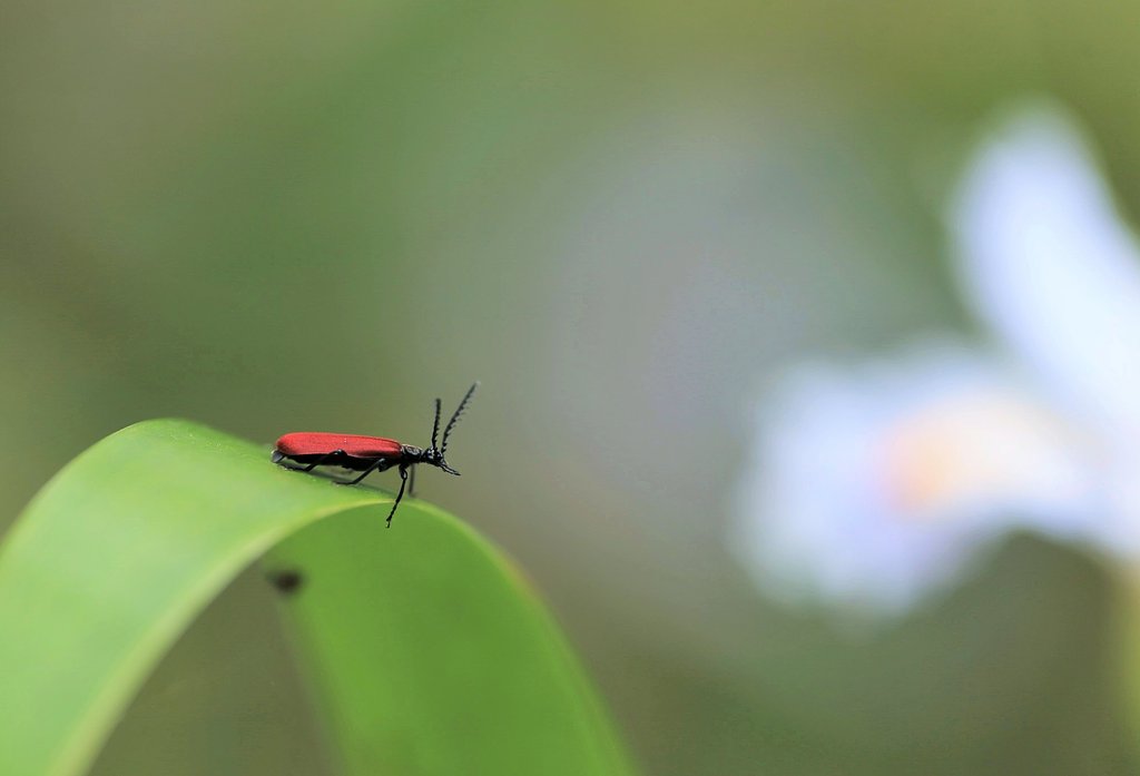 お花見？