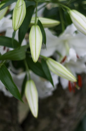 PENTAX-DA 50mmF1.8
