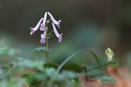 春の儚きもの
