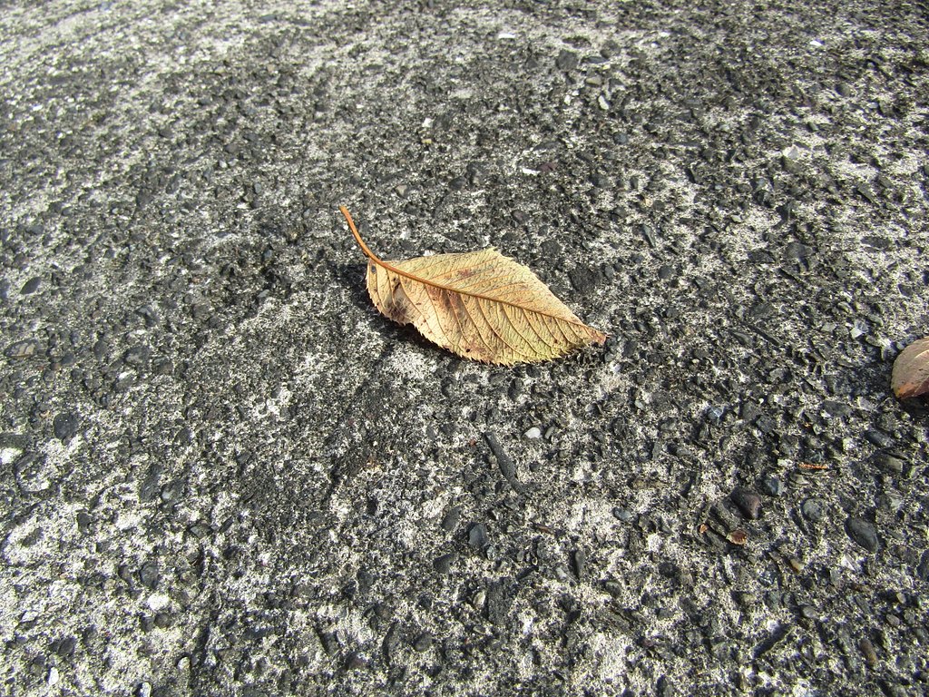 枯れ葉がひらりと落ちました　哀愁ですね