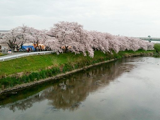 桜