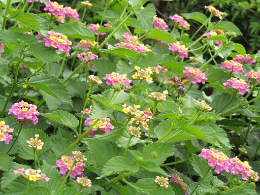 ❽命❽　何故蜂さんは花が好きなんかな　　