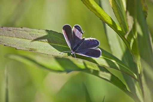 【purple】 草陰に映えて