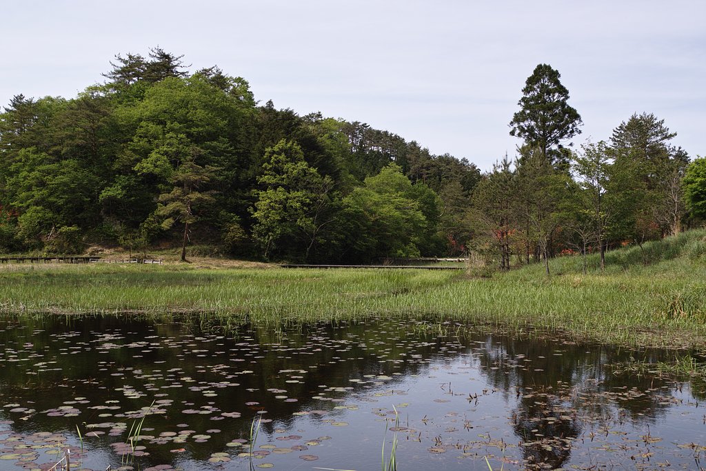 5月の黒沢湿原