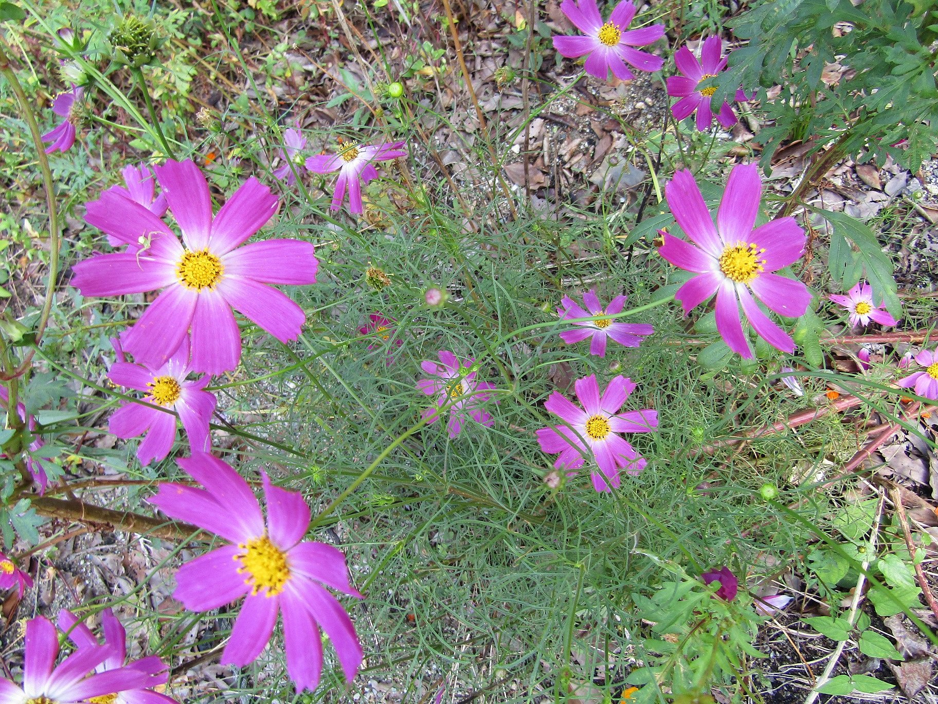大神子海岸手前に可愛い🌼が咲いていました