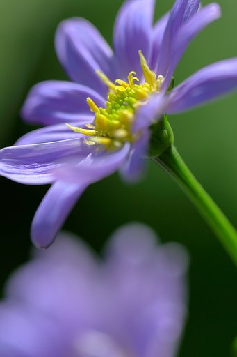 【Purple】都忘れ