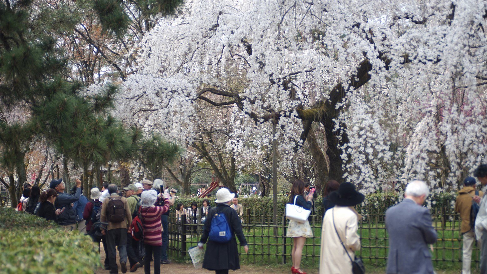 枝垂れ桜