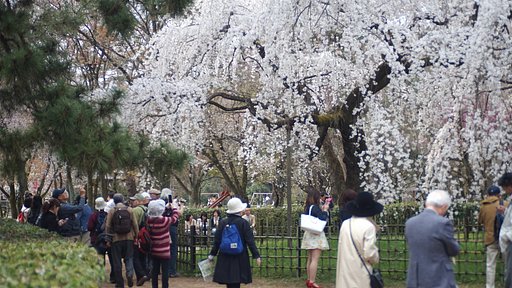 枝垂れ桜