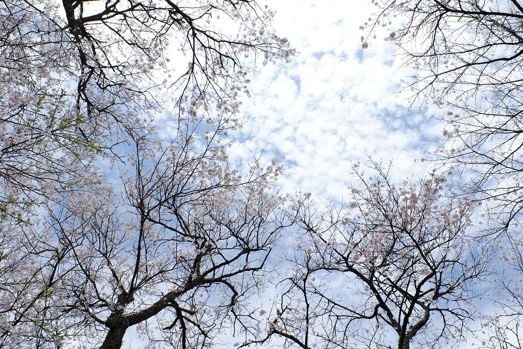 雲と桜