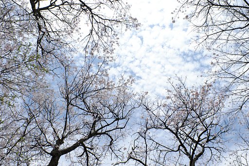 雲と桜