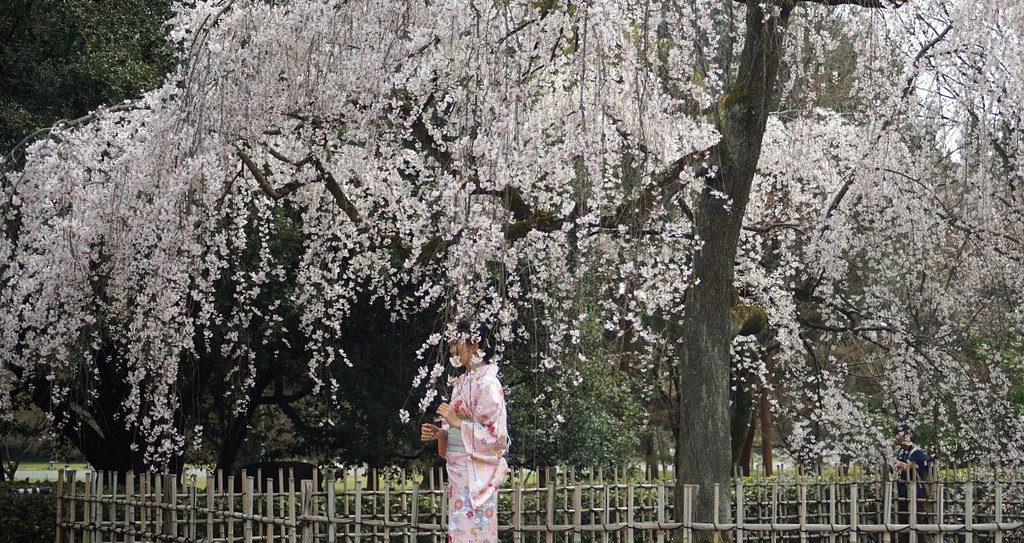 京都御所の枝垂れ桜
