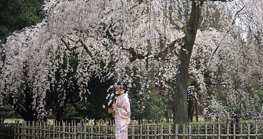 京都御所の枝垂れ桜