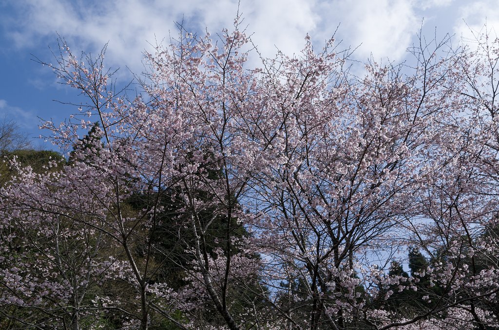 SIGMA 17-70mm F2.8-4 DC MACRO