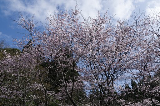 SIGMA 17-70mm F2.8-4 DC MACRO