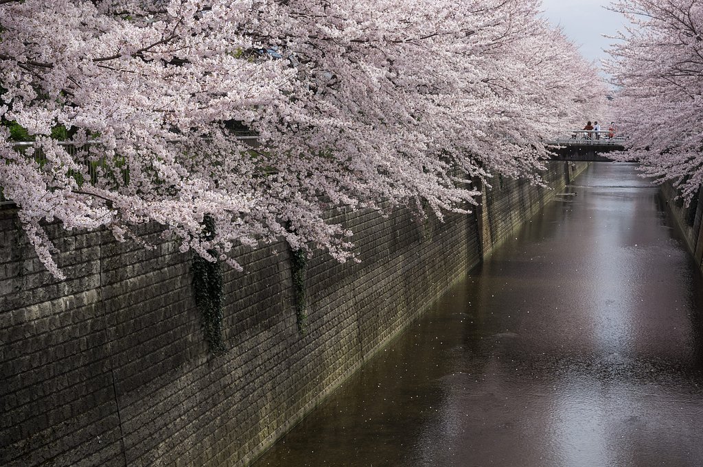 桜に囲まれて