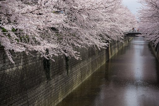 桜に囲まれて